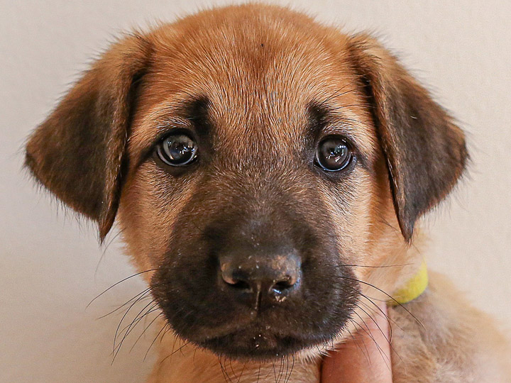 chinook puppy